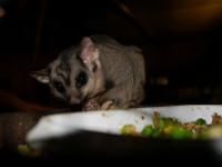 Larrimah - Squirrel Glider