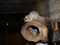 Larrimah - Squirrel Glider