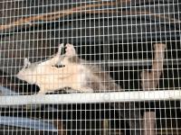 Larrimah - Squirrel Glider