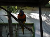 Larrimah Campground - Rainbow Lorikeet