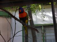 Larrimah Campground - Rainbow Lorikeet