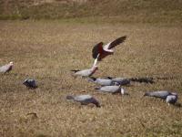 Galah`s