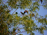 Batchelor Campground - F&uuml;tterung der Rainbow Lorikeets