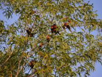 Batchelor Campground - F&uuml;tterung der Rainbow Lorikeets
