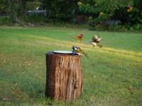 Batchelor Campground - F&uuml;tterung der Rainbow Lorikeets