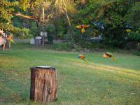 Batchelor Campground - F&uuml;tterung der Rainbow Lorikeets