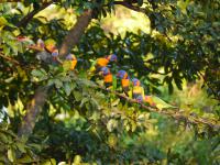 Batchelor Campground - F&uuml;tterung der Rainbow Lorikeets