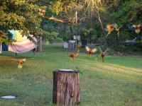 Batchelor Campground - F&uuml;tterung der Rainbow Lorikeets