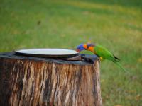 Batchelor Campground - F&uuml;tterung der Rainbow Lorikeets