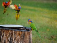 Batchelor Campground - F&uuml;tterung der Rainbow Lorikeets