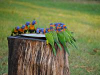 Batchelor Campground - F&uuml;tterung der Rainbow Lorikeets