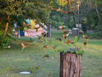 Batchelor Campground - F&uuml;tterung der Rainbow Lorikeets