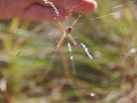 Pfui Spinne!