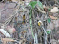 Litchfield National Park - Wangi Falls - Golden Orb