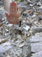 Litchfield National Park - Wangi Falls - Golden Orb