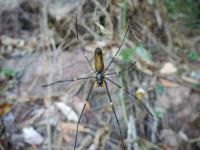 Litchfield National Park - Wangi Falls - Golden Orb