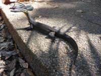 Litchfield National Park - Wangi Falls - Ein Waran (Strandmaskottchen)