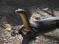 Litchfield National Park - Wangi Falls - Ein Waran (Strandmaskottchen)