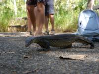 Litchfield National Park - Wangi Falls - Ein Waran (Strandmaskottchen)