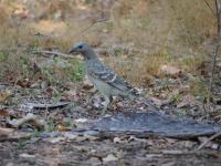 Litchfield National Park - Wangi Falls Campground - Great Bowerbird