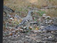 Litchfield National Park - Wangi Falls Campground - Great Bowerbird
