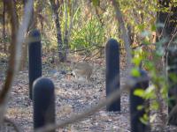 Litchfield National Park - Wangi Falls Campground - K&auml;nguru