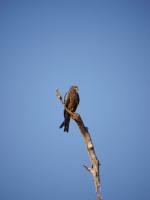 Litchfield National Park - Wangi Falls Campground - Black Kite
