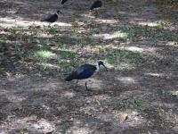Darwin - Straw-necked Ibis
