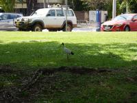 Darwin - Ibis