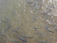 Darwin - Doctors Gully - Fischf&uuml;tterung