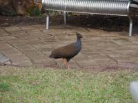 Darwin - Doctors Gully - Fischf&uuml;tterung - Orange-footed Scrubfowl