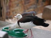 Darwin - Doctors Gully - Fischf&uuml;tterung - Burdekin Duck
