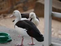 Darwin - Doctors Gully - Fischf&uuml;tterung - Burdekin Duck