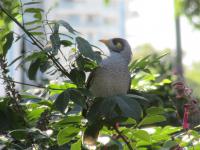 Brisbane Botanical Garden