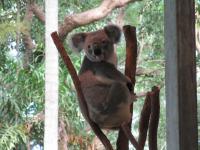 Lone Pine Koala Sanctuary