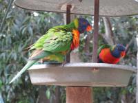 Bild "Austr2018_02420.JPG"