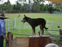 Bild "Austr2018_03110.JPG"