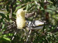 Bild "Austr2018_03740.JPG"