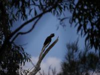 Campground Landsborough Flora und Fauna