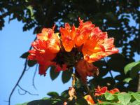 Bild "Austr2018_03870.JPG"