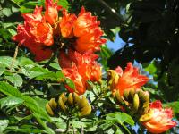 Bild "Austr2018_03875.JPG"
