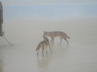 Dingos auf Fraser Island