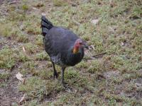 Bush Turkey