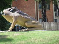 Big Cane Toad Rhinella Marina in Sarina