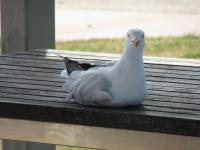 Bild "Austr2018_06750.JPG"