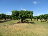 Mango Plantage