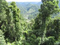 Mamu Rainforest Canopy Skywalk