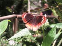Bild "Austr2018_08500.JPG"