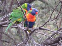 Bild "Austr2018_09680.JPG"