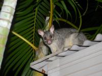 Opossum